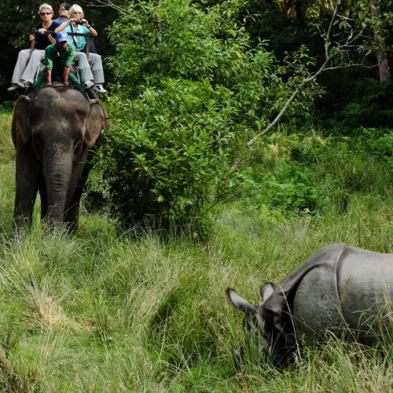 A seneric views during Jungle Safari on Chitwan